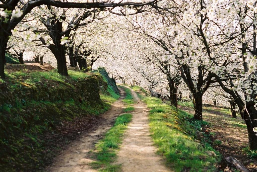 Casa Rural El Campanario ヘルテ エクステリア 写真